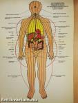 Reflexologie