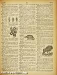 Webster's Giant Illustrated Approved Dictionary