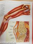 The Muscles