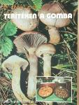 Terítéken a gomba