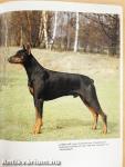 A dobermann