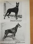 Barátunk a dobermann