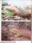 Galápagos