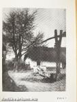 Endre Ady 1877-1919