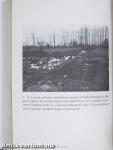 Felkelés Auschwitzban