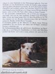 Schlittenhunde