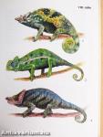 Egzotikus hüllők