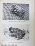 Heimische lurche und kriechtiere