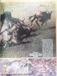 GEO November 1984
