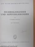 Feuersalamander und Alpensalamander