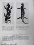 Feuersalamander und Alpensalamander