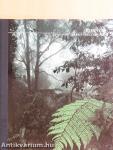 Borneo
