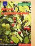 Metszés a gyümölcsösben