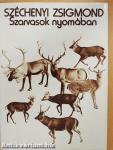 Szarvasok nyomában