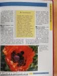 Allergiamentes kertek