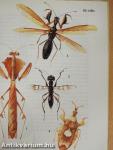 Egzotikus rovarok