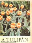 A tulipán