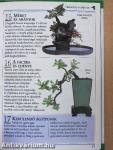 A bonsai
