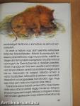 Minibocs