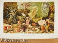 Brehm - Az állatok világa