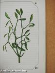 Allergia