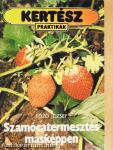 Szamócatermesztés másképpen