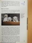 The Bichon Frise