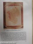 Strahlenbiologie