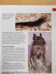 Degus