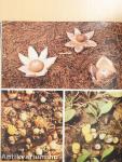 Die Welt der Pilze