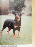 A rottweiler