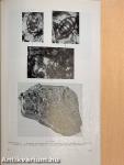 Foraminifera-vizsgálatok