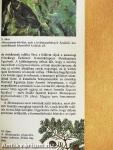 Élő kövületek