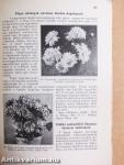 A chrysanthemum termesztése