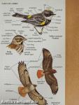 Eastern Birds