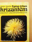 Egész évben krizantém