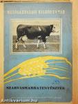 Szarvasmarhatenyésztés