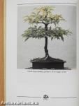 Bonsai