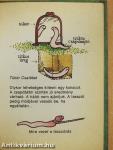 Kis kukac könyv