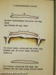 Kis kukac könyv