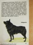 Kutyák