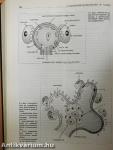 Nephrologia