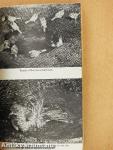 The Bird Table Book