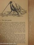 The Bird Table Book