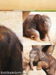 ZooBorns