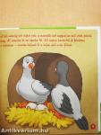 A galamb