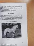 Lótenyésztés