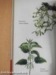 Az allergia
