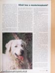 A Kutya 1997. május