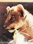 Lion Cubs